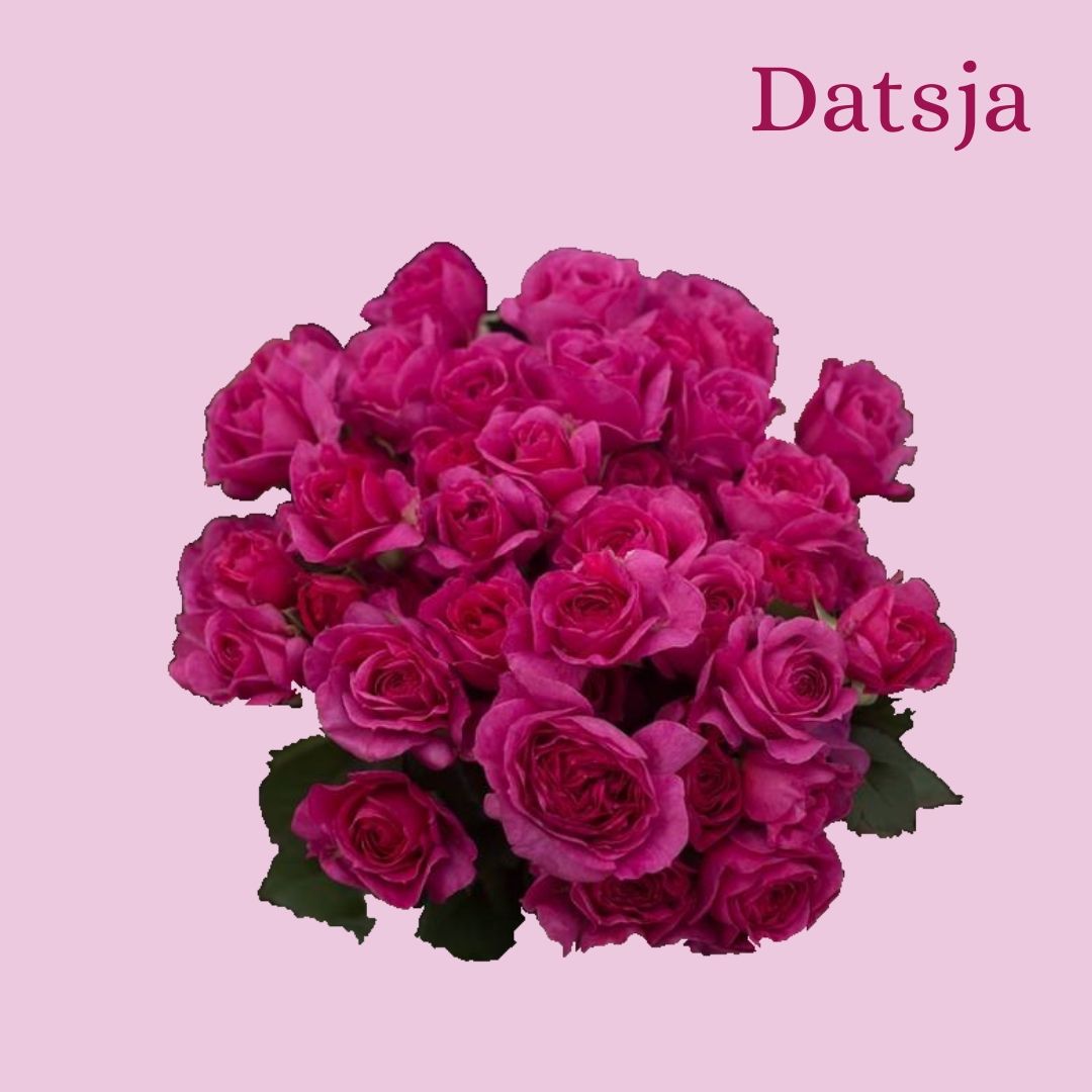 ROSE BR. DATSJA 50